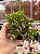 Kalanchoe spider - Imagem 1