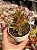 Kalanchoe spider - Imagem 1