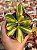 Crassula ovata hummel’s sunset - Imagem 1