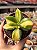 Crassula ovata hummel’s sunset - Imagem 1