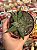 Haworthia margaritifera - Imagem 1