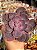 Echeveria linn - Imagem 1