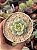 xSedeveria pudgy variegata - Imagem 1