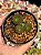 Echeveria v atomy - Imagem 1