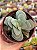 Crassula morgan’s beauty - Imagem 1