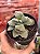 Crassula morgan’s beauty - Imagem 1