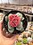 Crassula morgan’s beauty - Imagem 1