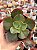 Echeveria Red Sales - Imagem 1