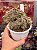 Aeonium sunburst cristata (08) - Imagem 2