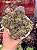 Aeonium sunburst cristata (08) - Imagem 1