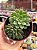 Echeveria Green emerald - Imagem 1
