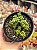 Crassula marchandii - Imagem 1