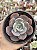 Echeveria teka - Imagem 1