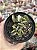 Adromischus hemisphaericus - Imagem 1