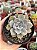 Echeveria summer - Imagem 1