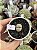 Lithops 02 - Imagem 1