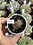 Lithops 04 - Imagem 1