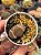 Lithops 17 - Imagem 1