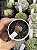 Lithops 08 - Imagem 1