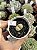 Lithops 11 - Imagem 1