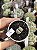Lithops 19 - Imagem 1