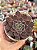 Echeveria roman - Imagem 1