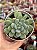 Echeveria blue feather - Imagem 1