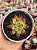 Echeveria agavoides saraboni - Imagem 1