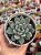 Echeveria ymmie - Imagem 1
