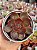 Echeveria hong deung (importada) - Imagem 1