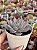 Echeveria cuspidata parrasensis - Imagem 2