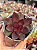 Echeveria poog (importada) - Imagem 1
