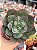 Echeveria meteor shower - Imagem 1