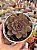 Echeveria black shark - Imagem 1