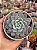 Echeveria witte - Imagem 1
