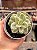 Echeveria ginmei tennyo variegata (importada) - Imagem 1