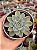 Echeveria green bumps (importada) - Imagem 1