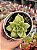 Echeveria Maria (importada) - Imagem 1