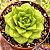Echeveria Maria (importada) - Imagem 2