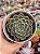 Echeveria bubaloo - Imagem 1