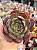 Echeveria Madonna - Imagem 1