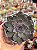 Echeveria black knight - Imagem 1
