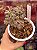Aeonium Sunburst cristata (01) - Imagem 1