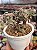 Aeonium sunburst cristata 06 - Imagem 2