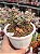 Aeonium sunburst cristata 06 - Imagem 1