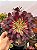 Aeonium chanel - Imagem 2