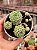 Echeveria pink berry - Imagem 1