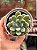 Echeveria xilitol - Imagem 1