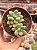 Echeveria xilitol - Imagem 1