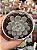 Graptoveria black raccon mutação - Imagem 1